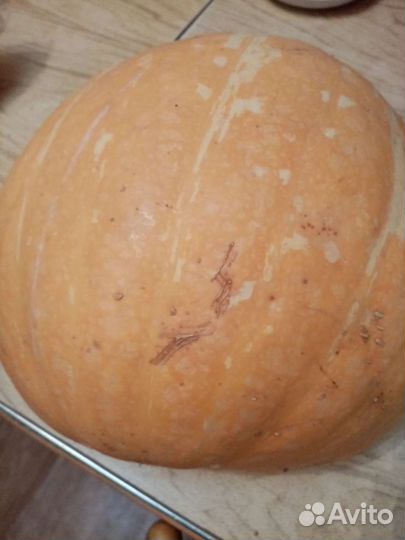 Рассада огурцов, тыквы, кабачков и патиссонов