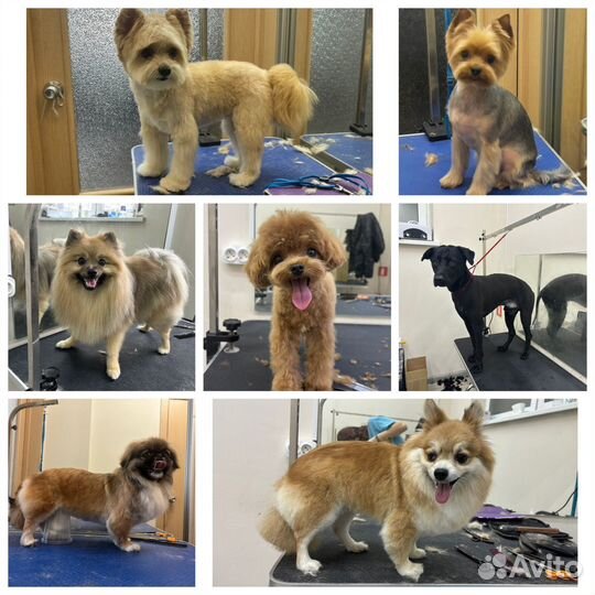 Груминг собак и кошек с выездом на дом