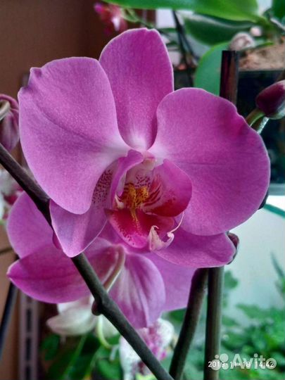 Орхидея фаленопсис