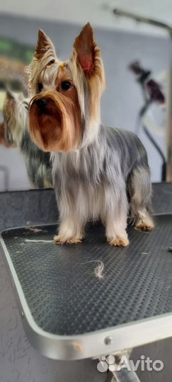 Вязка Йоркширский терьер мини беби фейс