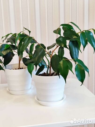 Фикус бенджамина, комнатные растения
