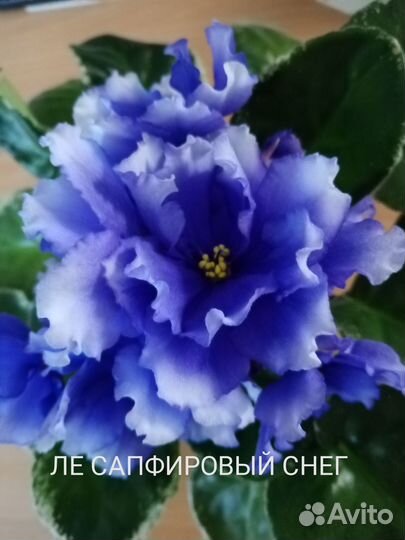 Фиалки