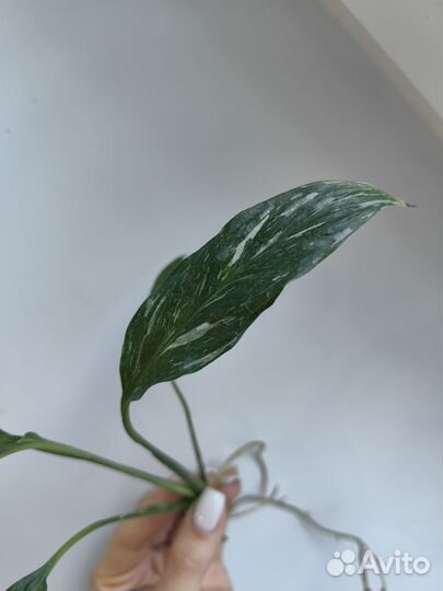 Спатифиллум даймонд вариегатный