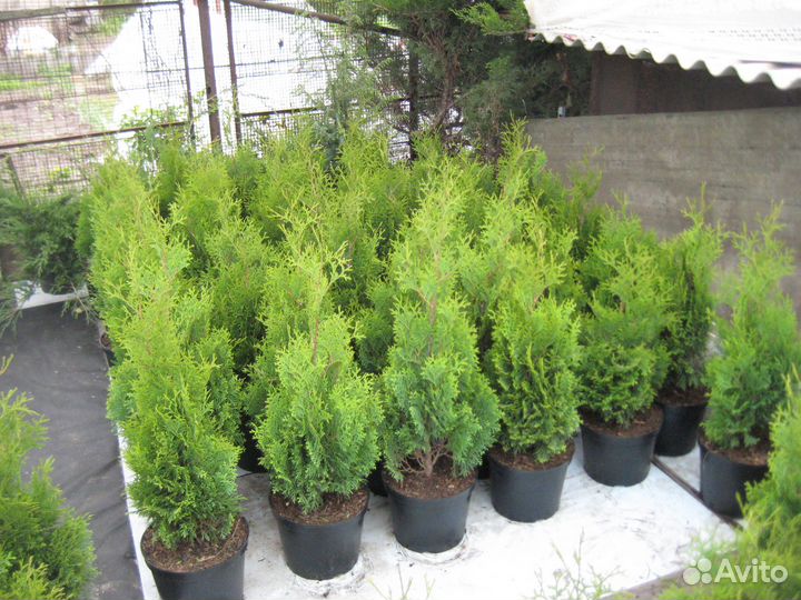 Туя западная Смарагд