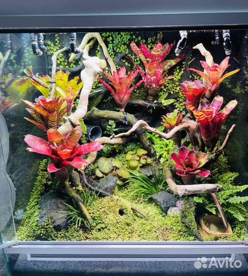 Оформление террариума, флорариума