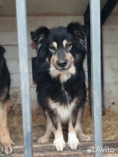 Собака ищет друга