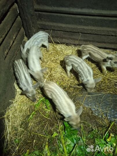 Венгерская мангалица