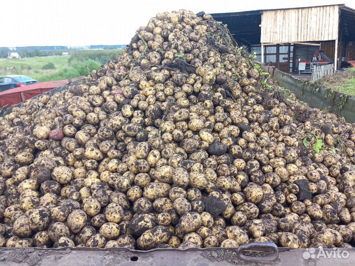 Картофель «Королева Анна» «Гала»