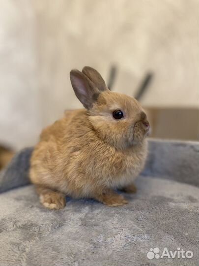 Декоративный кролик