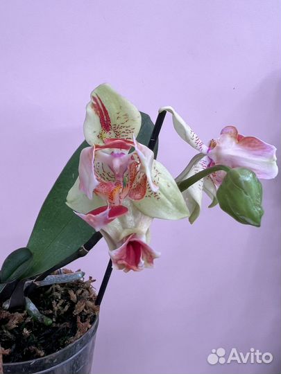 Орхидея Super Maya