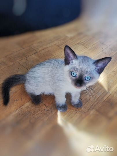 Тайские котята