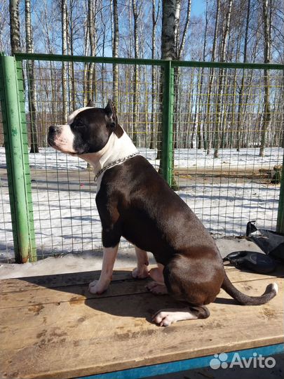 Стаффордширского терьер для вязки