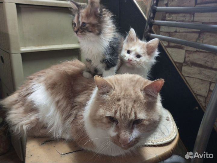 Котята Курильского бобтейла