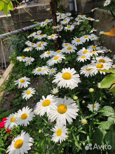 Ромашка садовая крупная. Гортензия розовая