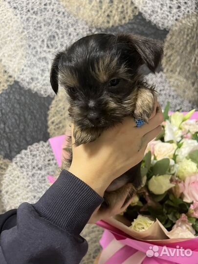 Йоркширский терьер мальчик