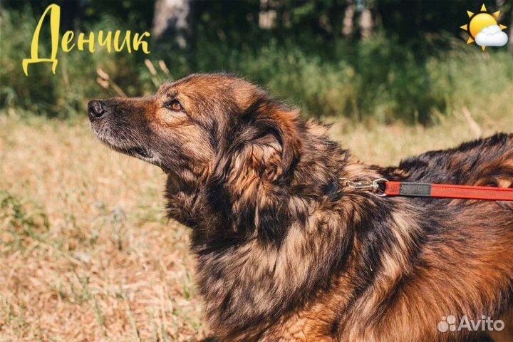 Дэн, ласковый и дружелюбный пёс