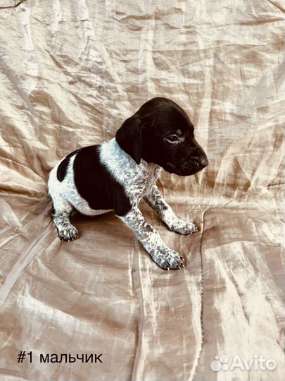 Щенки курцхаара