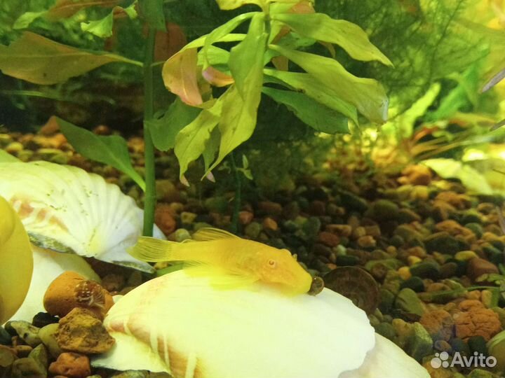 Анциструсы, яванский мох