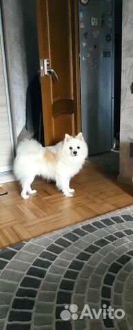 Немецкий шпиц вязка