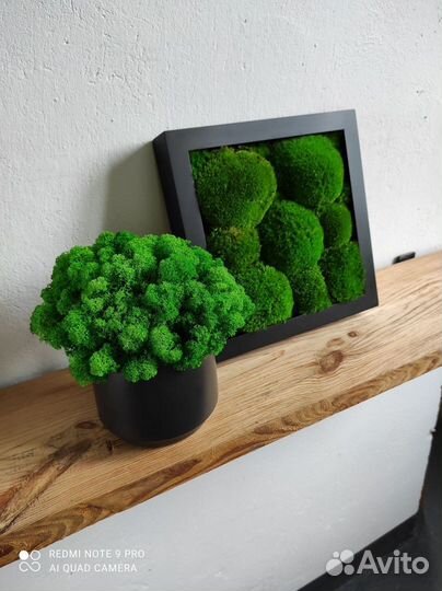 Стабилизированный мох картина