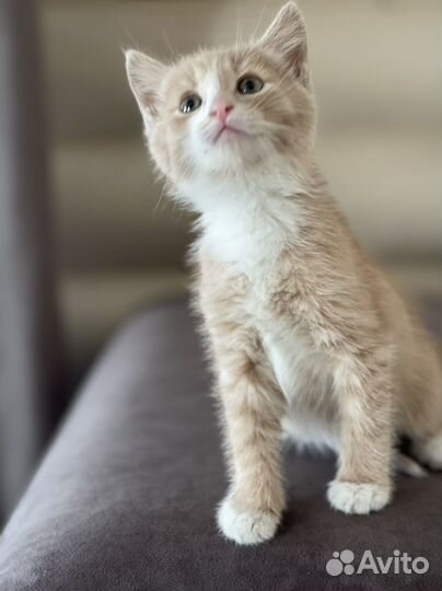 Рыжий котенок в дар