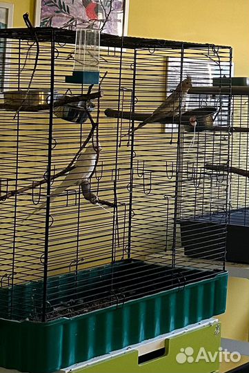 Попугаи корелла