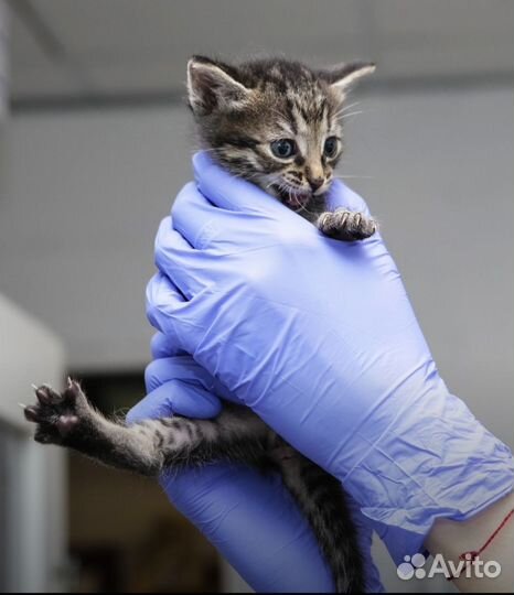 Котенок девочка 1,5 месяца