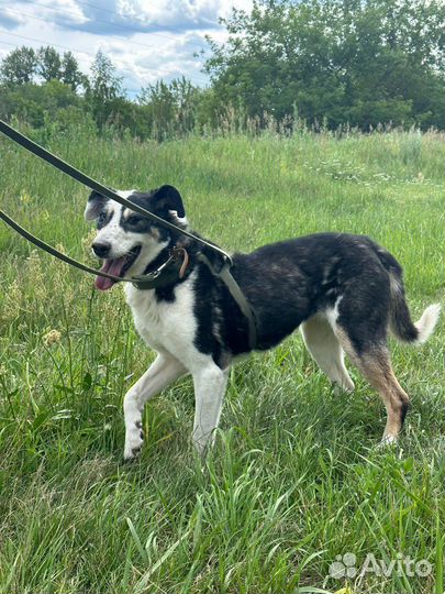 Собака Нюра