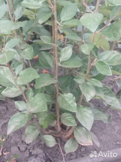 Кизильник блестящий