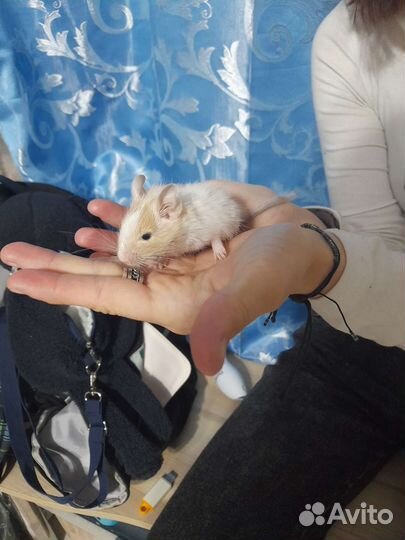 Монгольская песчанка