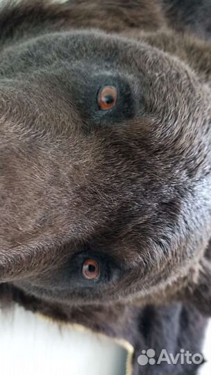 Шкура медведя имитация