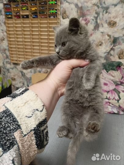 Котята девочки