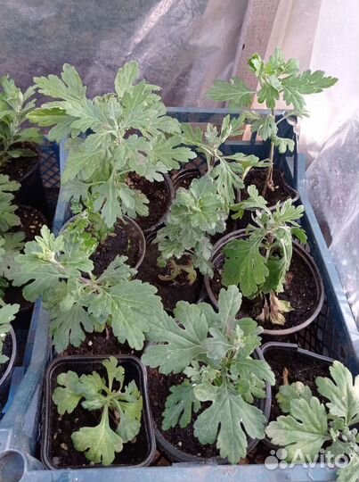 Хризантемы мультифлора