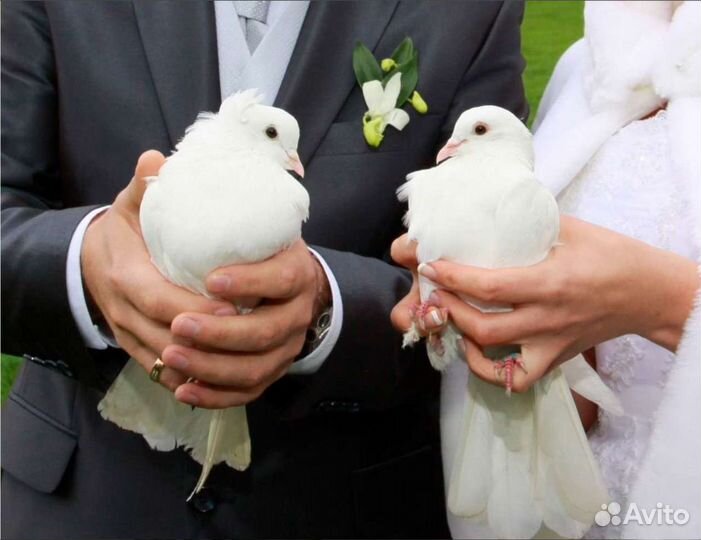 Голуби на свадьбу или праздник