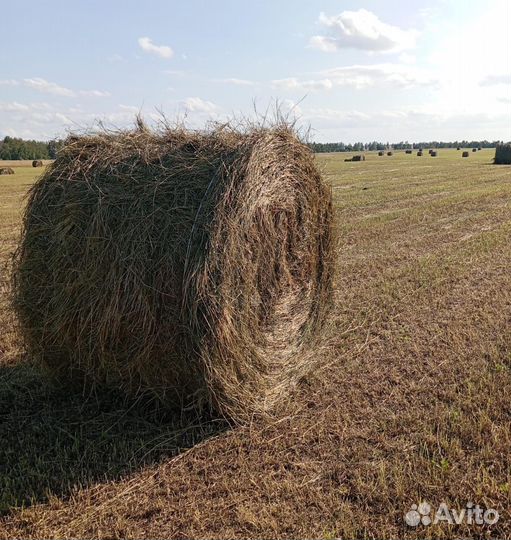 Продам сено в рулонах