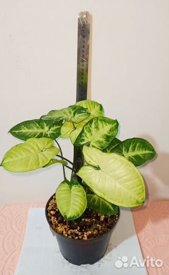 Комнатные растения