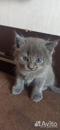 Котята