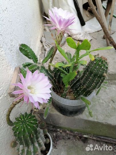 Кактусы и олеандры