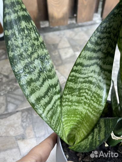 Сансевиерия