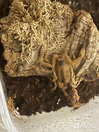 Скорпион Tityus stigmurus