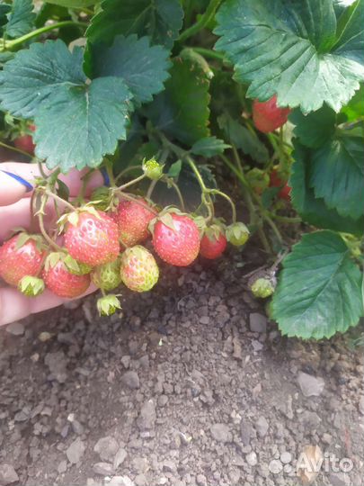 Рассада клубники