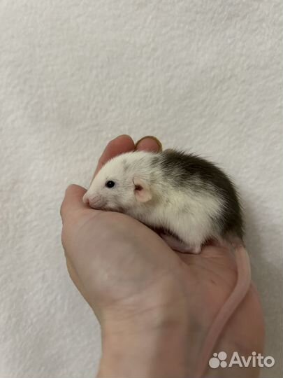 Крысята Дамбо малыши.Доставка