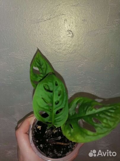 Монстеры: деликатесная, манки и др в профиле