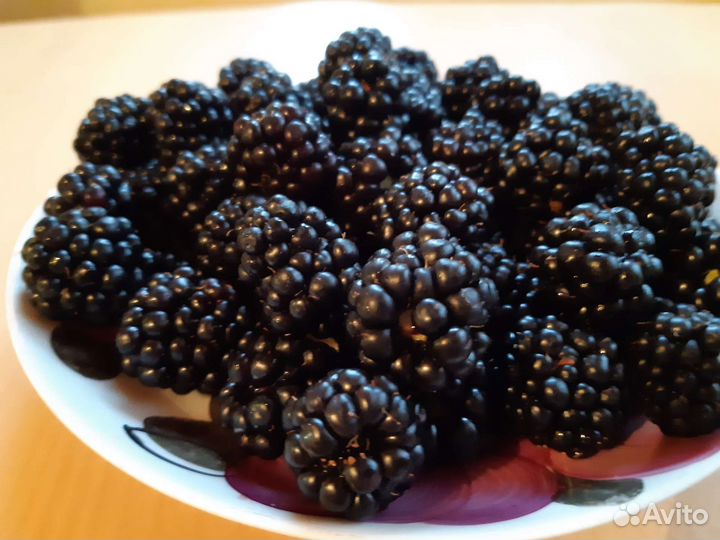 Ежевика саженцы (есть кустики )