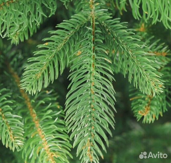 Елка искусственная новогодняя 180-250 см