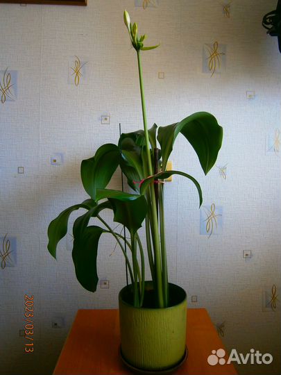 Комнатные цветы. Эухарис (Амазонская лилия)