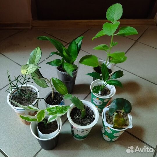 Комнатные цветы