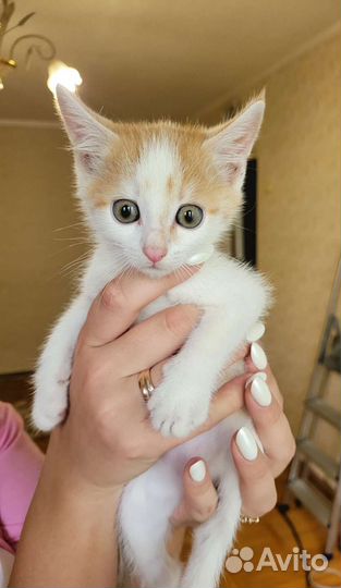 Котята ищут дом