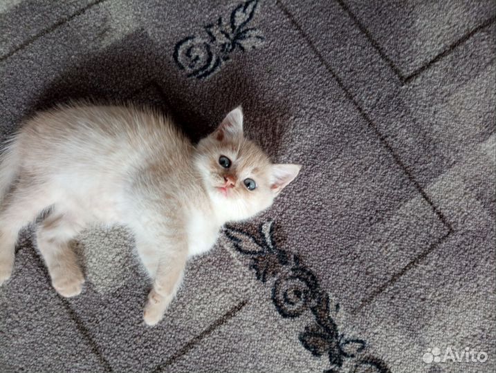 Отдам в добрые руки