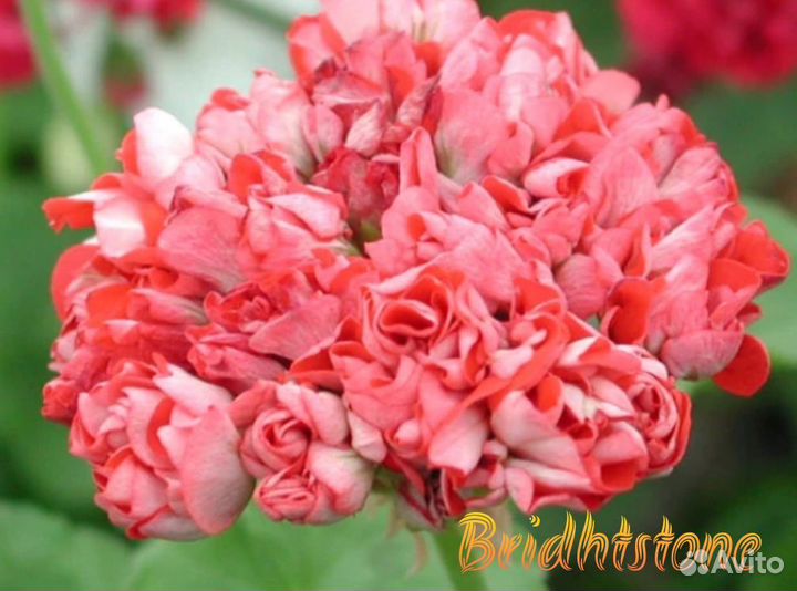 Пеларгония герань